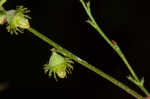 Beaked agrimony